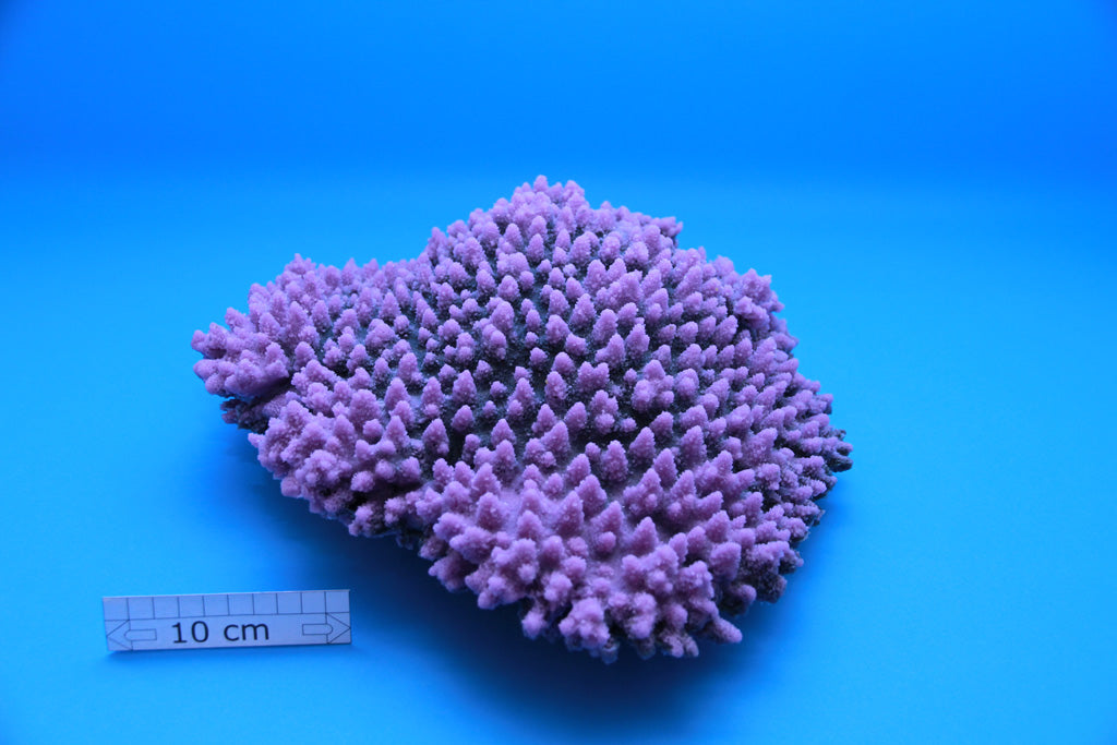 Artificial Acropora Latistella