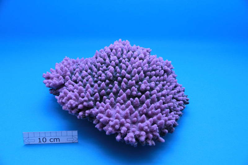 Acropora Latistella (1010) Pangea Rocks A/S