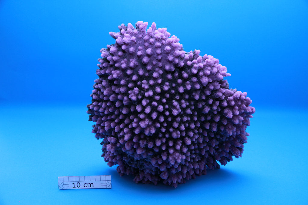 Artificial Acropora Latistella