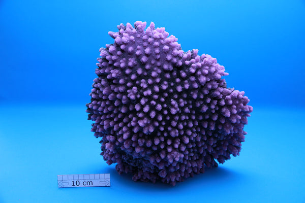 Artificial Coral Acropora Blue Purple, Artificial Corals