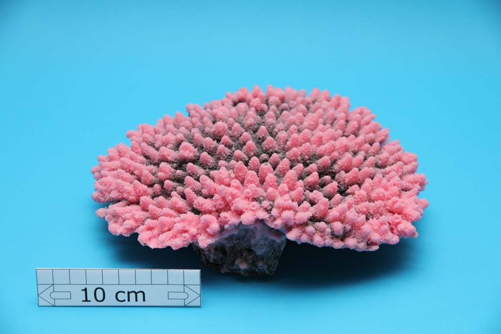 Artificial Acropora Latistella