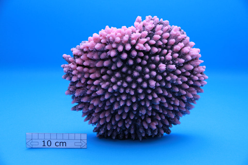 Artificial Acropora Latistella