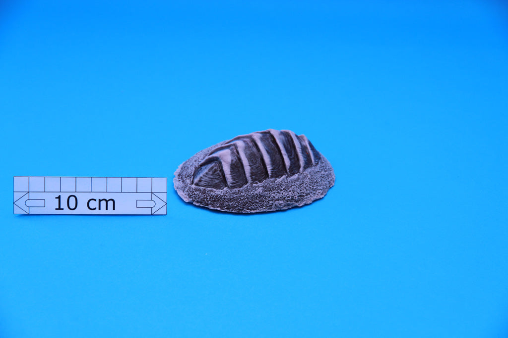 Artificial Mossy chiton