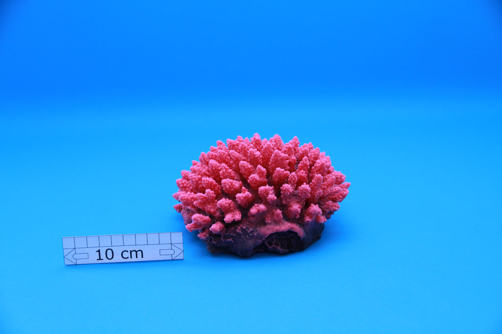 Artificial Acropora Valida