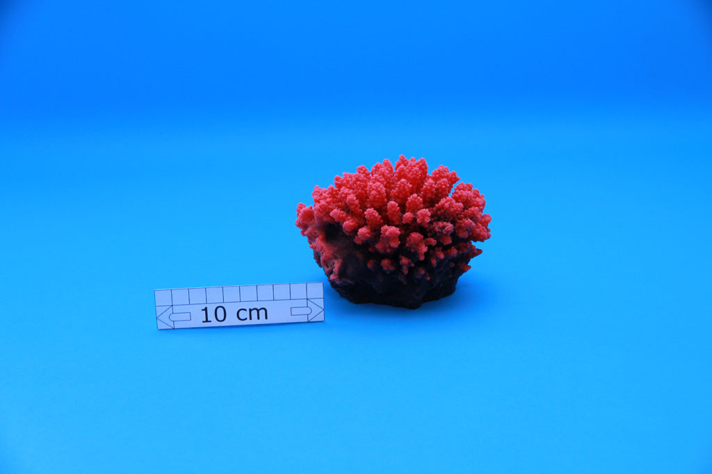 Artificial Acropora Valida