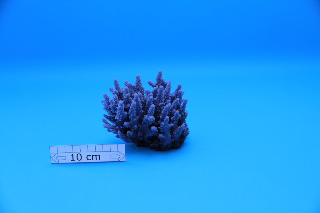 Artificial Acropora Divaricata