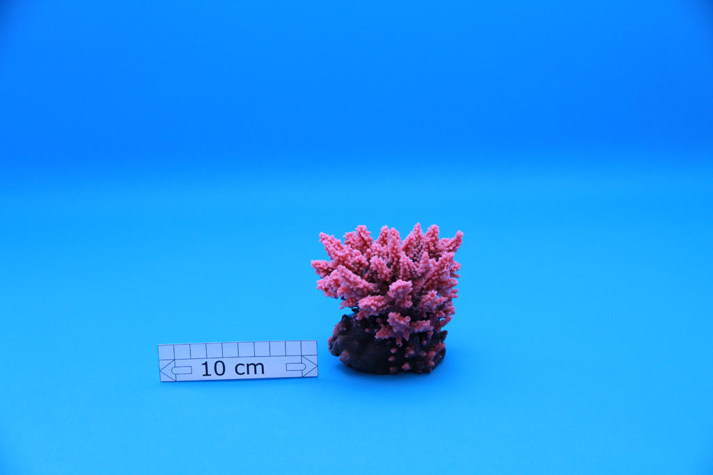 Artificial Acropora Divaricata