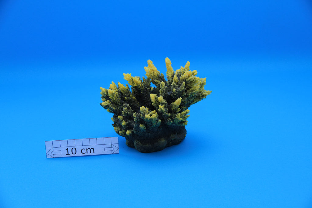 Artificial Acropora Aspera