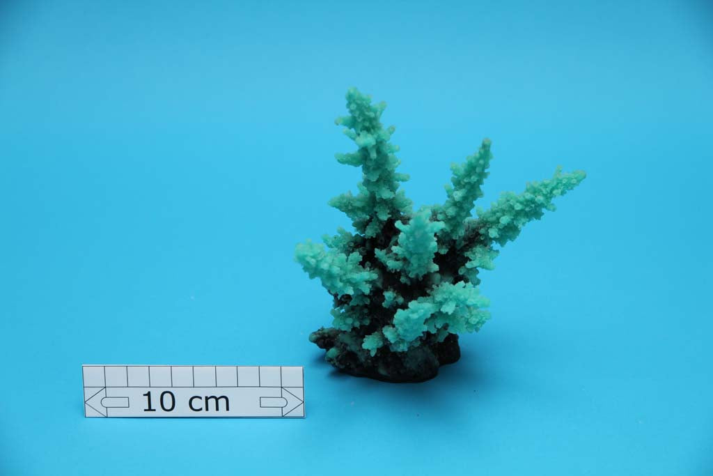 Artificial Acropora Aspera