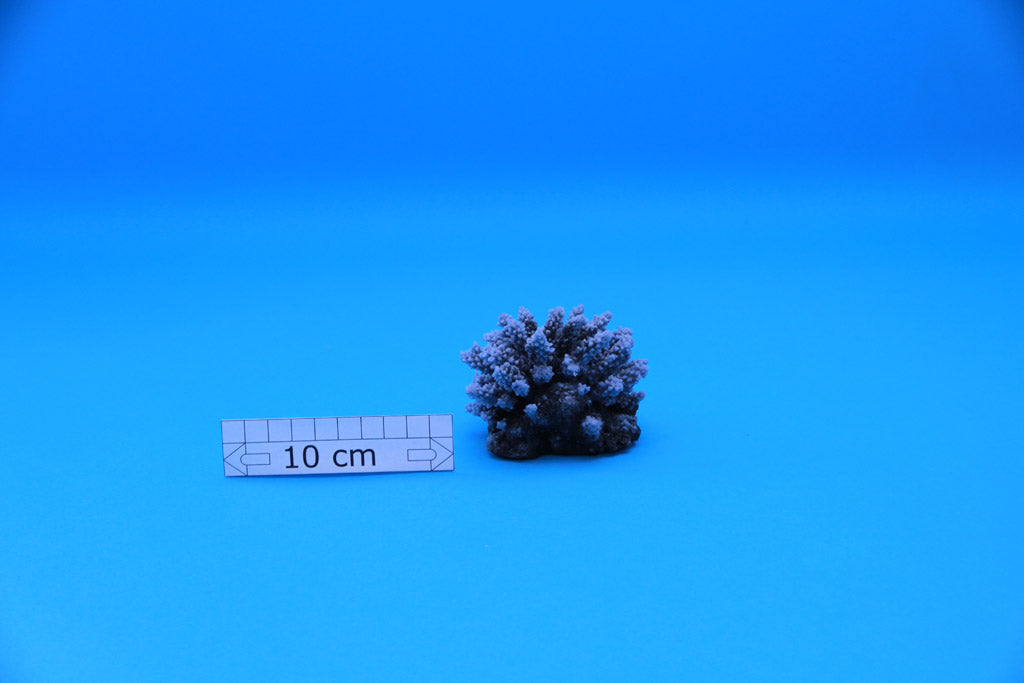 Artificial Acropora Nasuta