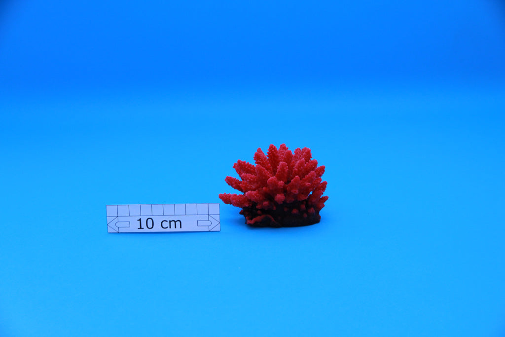 Artificial Acropora Nasuta