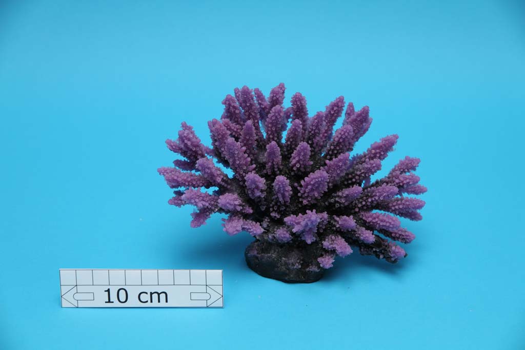 Artificial Acropora Nasuta