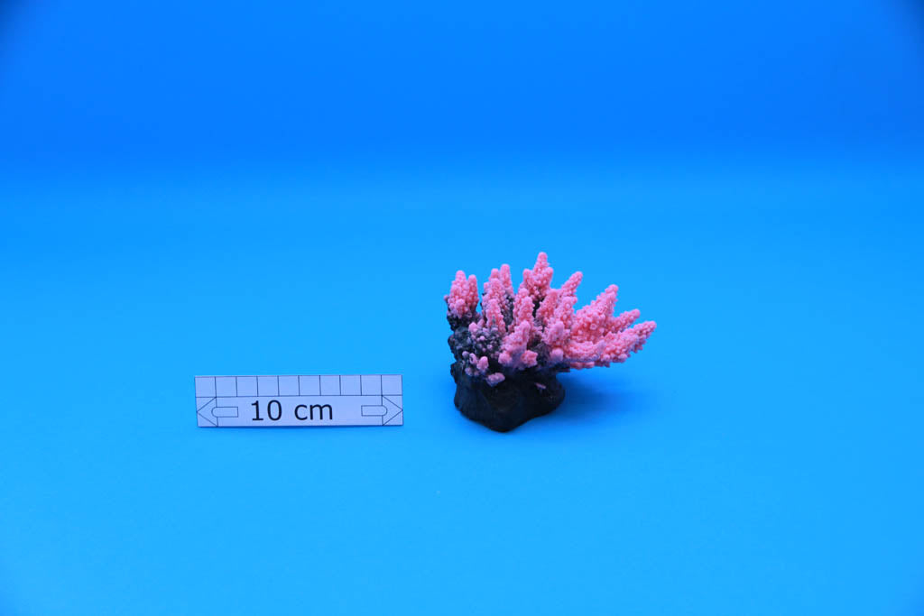 Artificial Acropora Aspera