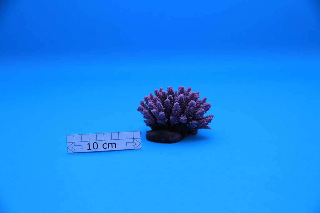 Artificial Acropora Aspera