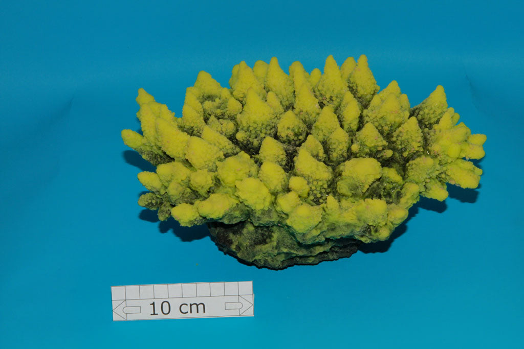 Artificial Acropora Hyacinthus