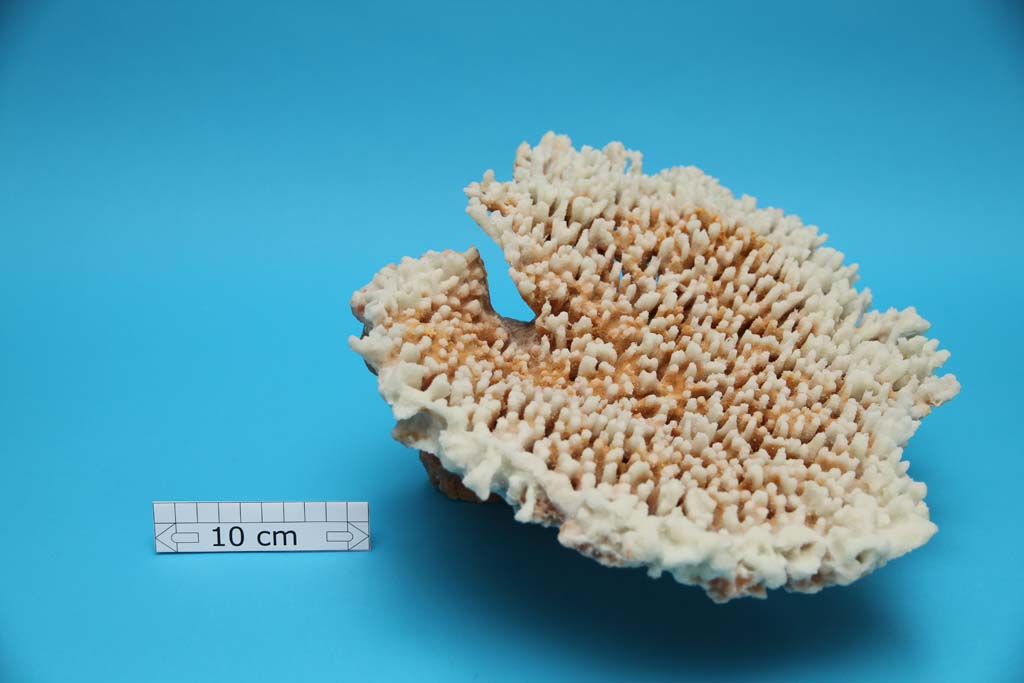 Artificial Acropora Latistella