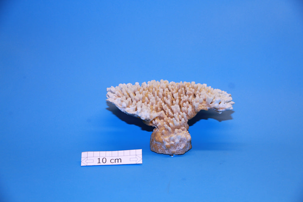 Artificial Acropora Latistella