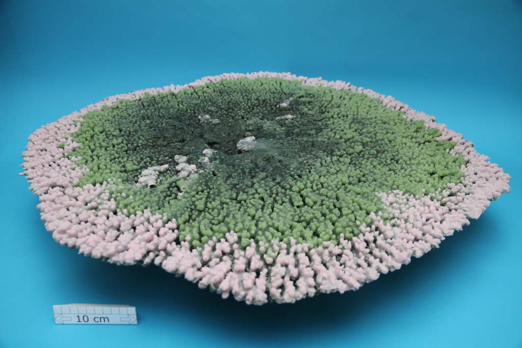 Artificial Acropora Latistella