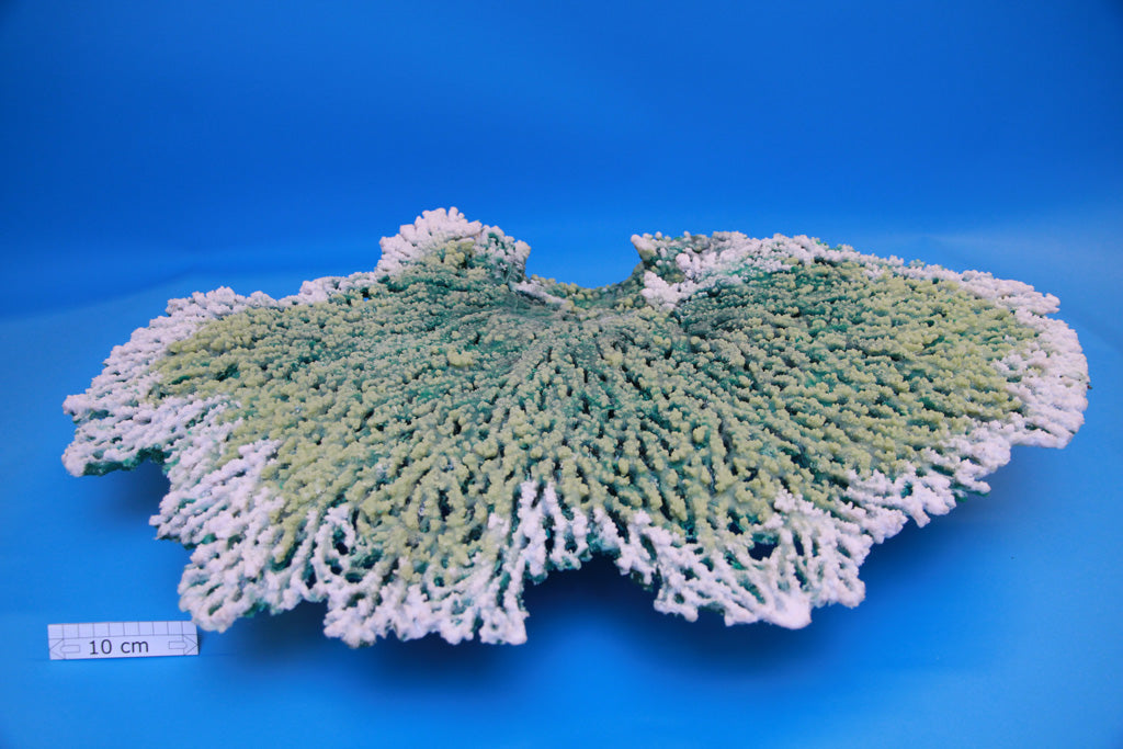 Artificial Acropora Latistella