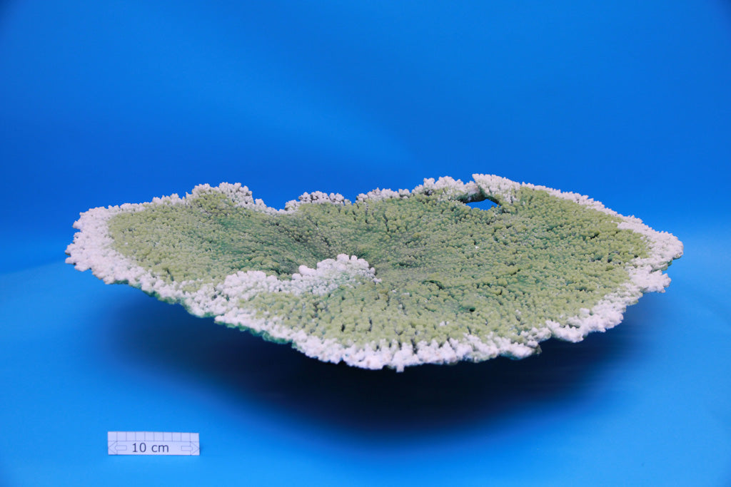 Artificial Acropora Latistella