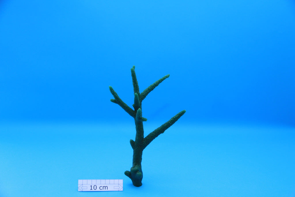 Artificial Acropora Formosa