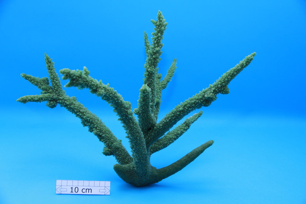 Artificial Acropora Formosa