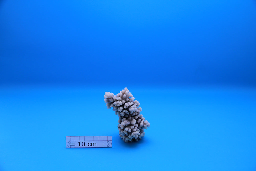 Artificial Acropora Lovelli