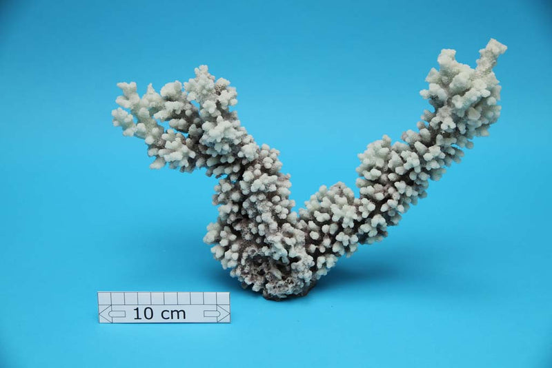 Artificial Acropora Lovelli