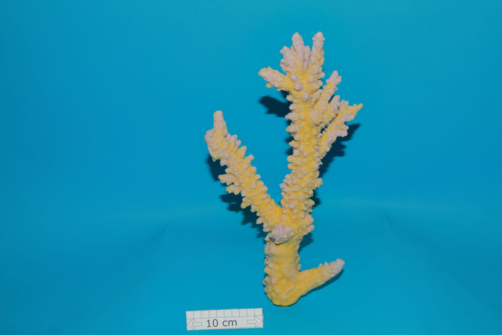 Artificial Acropora Lovelli