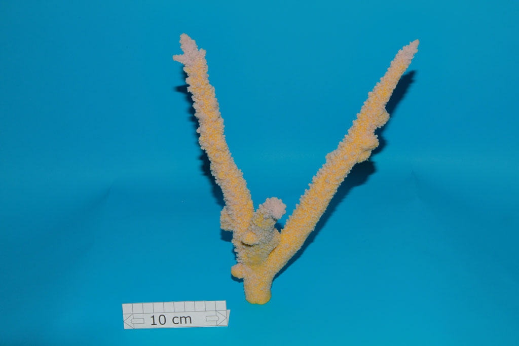 Artificial Acropora Lovelli