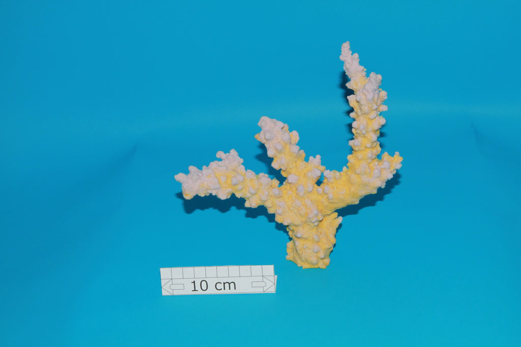 Artificial Acropora Lovelli