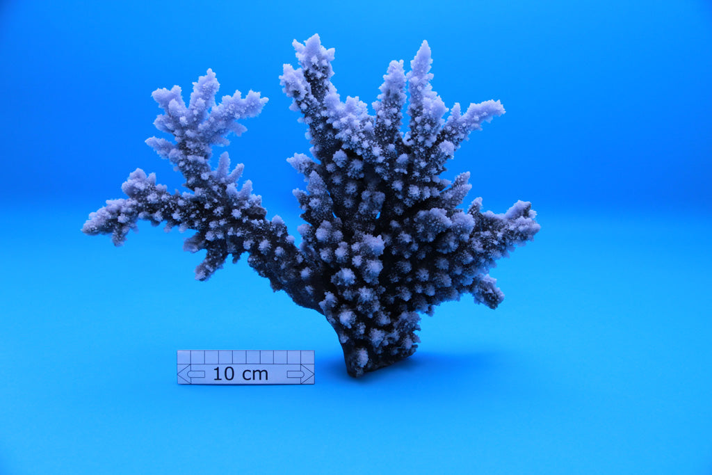 Artificial Acropora Florida