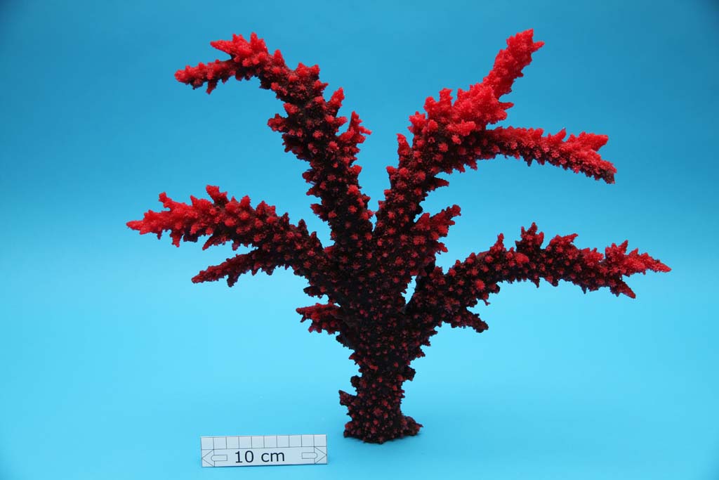 Artificial Acropora Florida