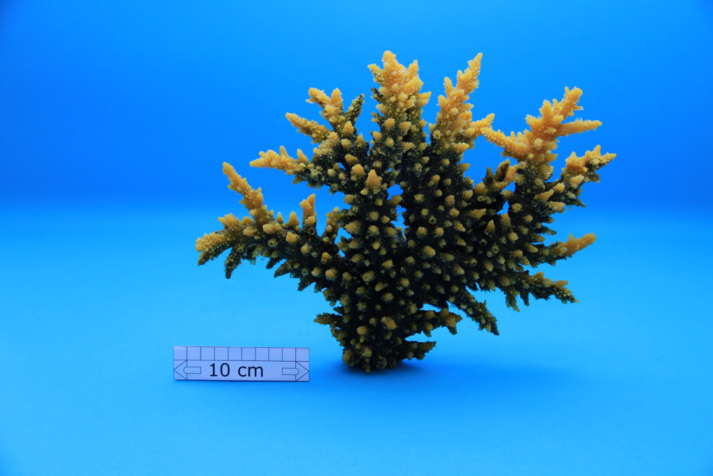 Artificial Acropora Florida