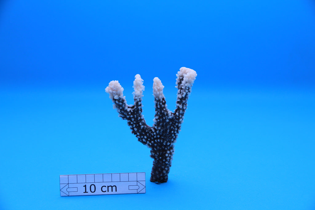 Artificial Acropora