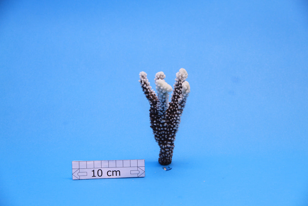 Artificial Acropora