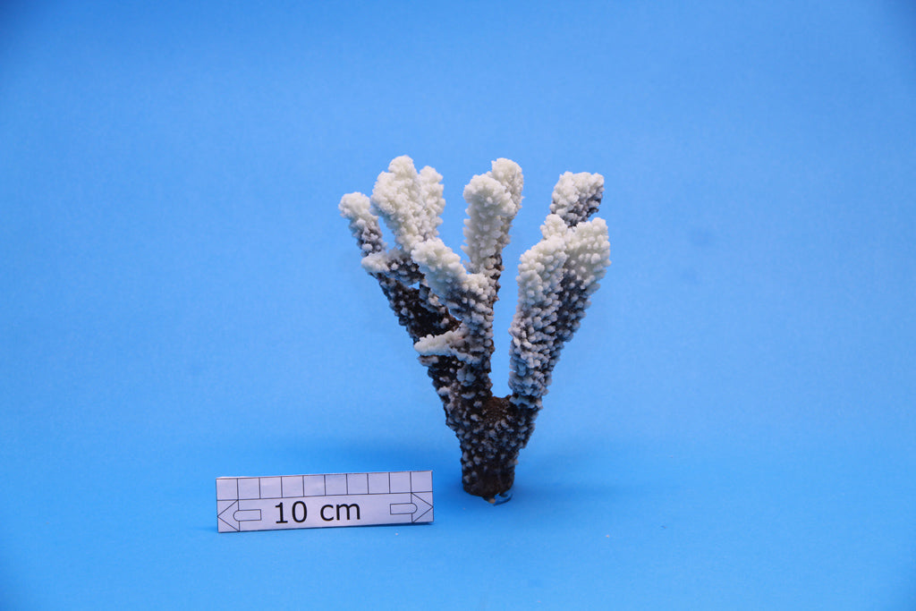 Artificial Acropora