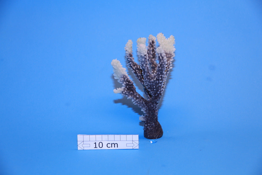 Artificial Acropora