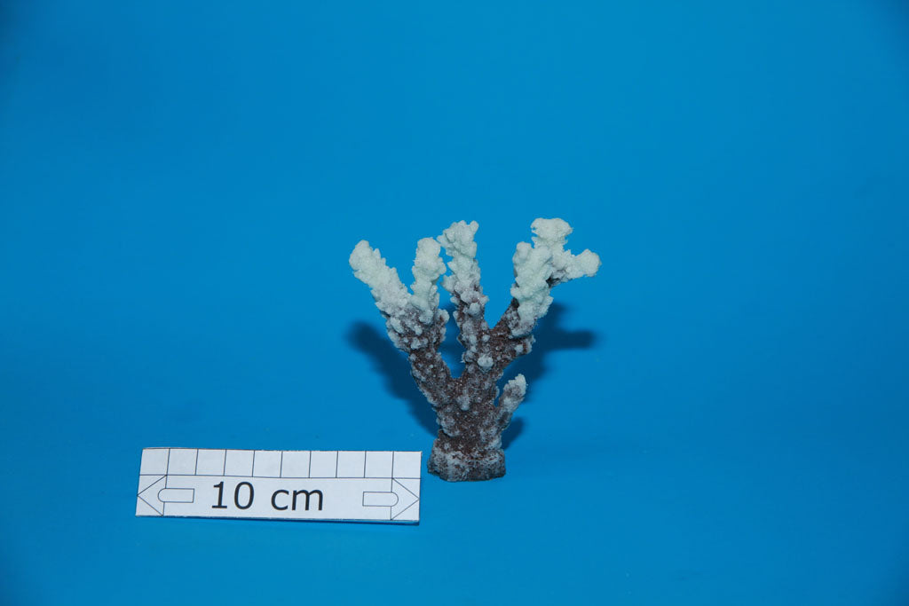 Artificial Acropora