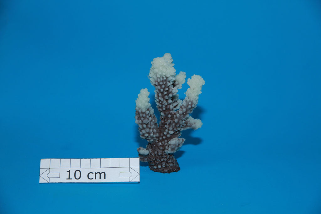 Artificial Acropora