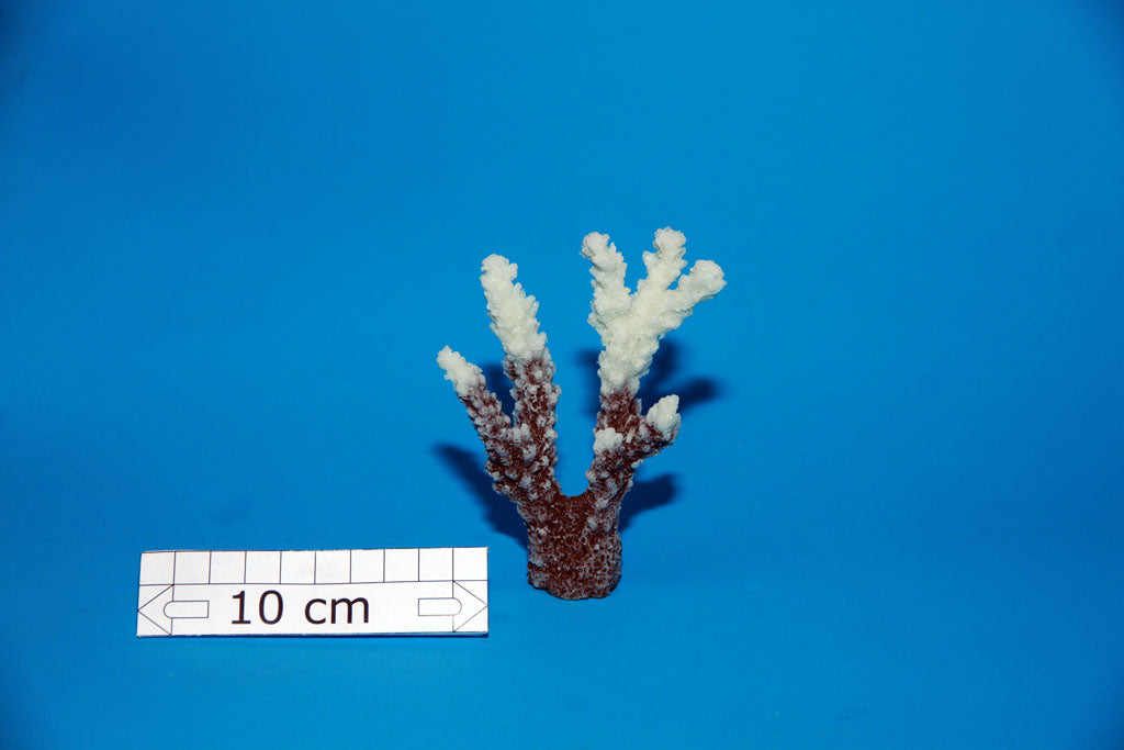 Artificial Acropora