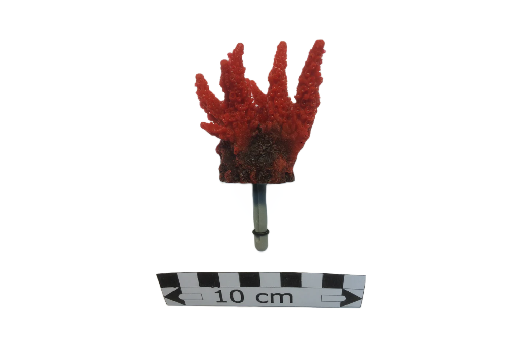 Acropora Secale