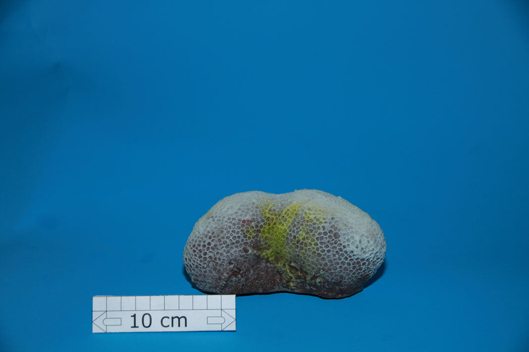 Artificial Goniopora