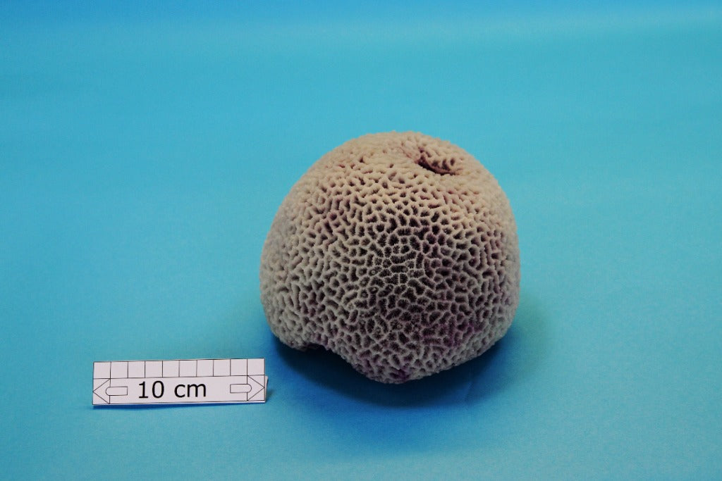 Artificial Goniopora