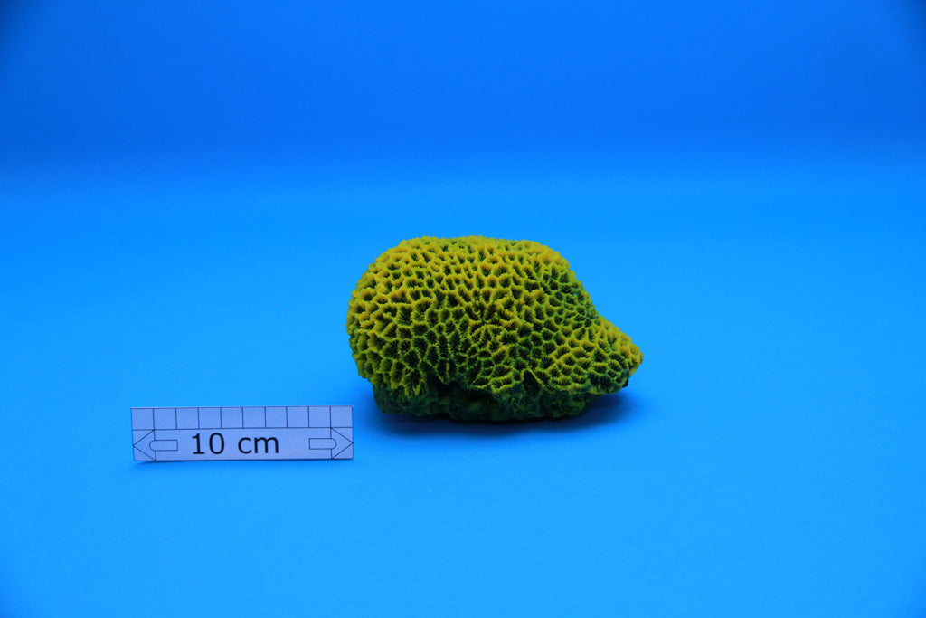 Artificial Goniopora