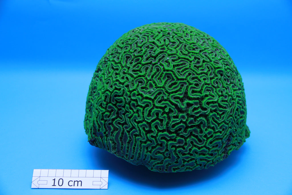 Artificial Goniopora