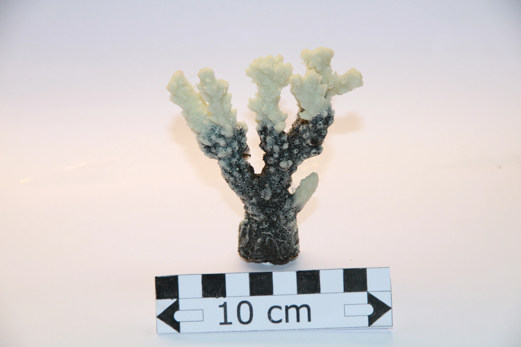 Acropora SP (2)