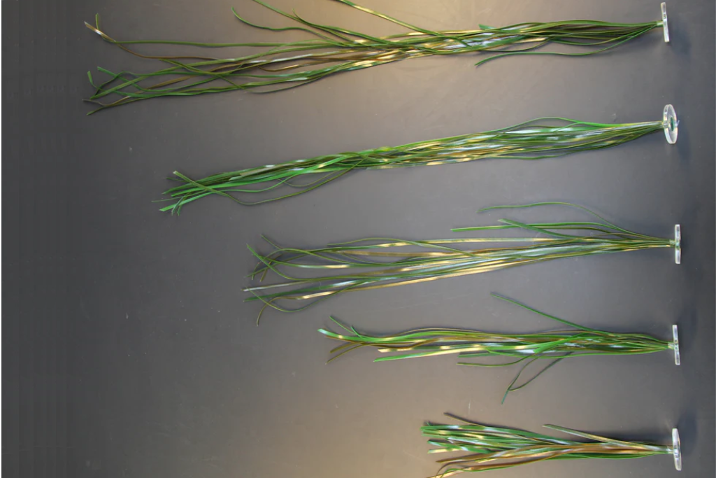 Eelgrass