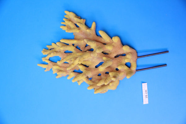 Artificial Hydnophora
