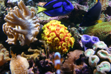 Artificial Tubastrea Faulkneri in aquarium